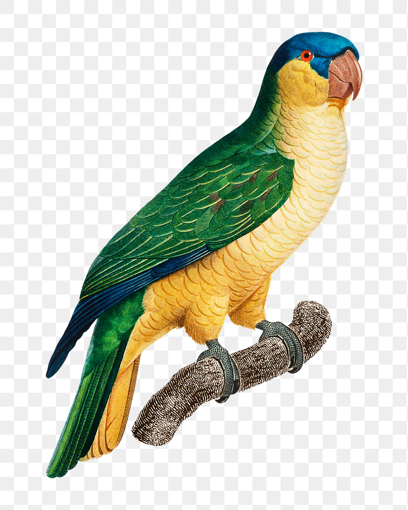 Black-lored parrot png bird sticker, | Free PNG Illustration - rawpixel