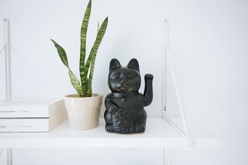black manekineko cat near white potted green leaf plant