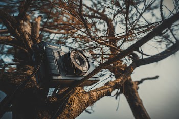Black Mirroless Camera on Tree
