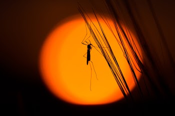 Black Mosquitto