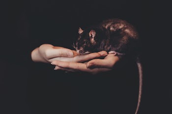 Black Mouse