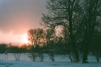 Black Naked Tree on Snow Covered Field