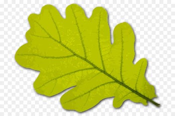 Black oak Leaf Tree White oak Stock photography - Leaf 