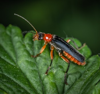 Black, Orange, and Red Cricket