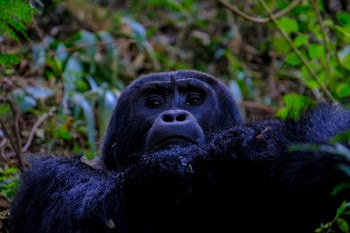 Black Orangutan