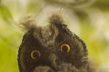 Black Owl