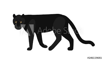 Black panther isolated on white background