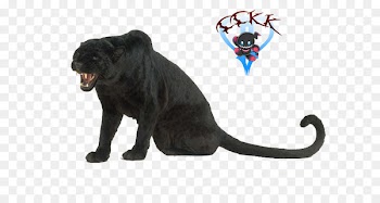Black panther Leopard Cougar Animal Homo sapiens - black panther 