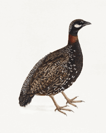 Black partridge bird (1800) vintage | Free Photo Illustration - rawpixel