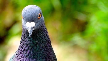 Black Pigeon