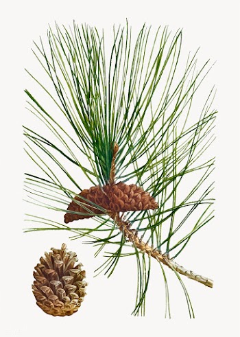 Black pine tree | Free stock vector - 568985