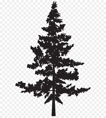 Black pine Tree Pinus contorta - Tree PNG Silhouette Clip Art Image 