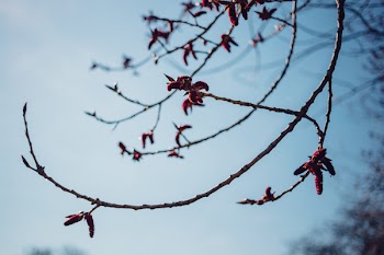Black poplar flowers