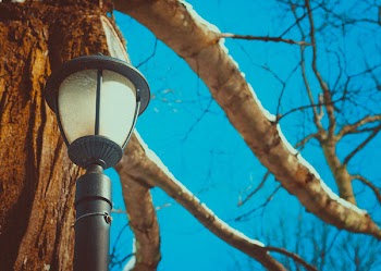 Black Post Lamp Near Tree