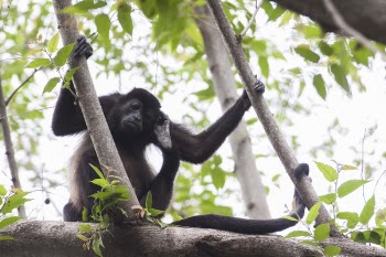Black Primate Holding On Tree Branches