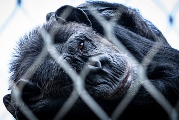 Black Primate in Cage