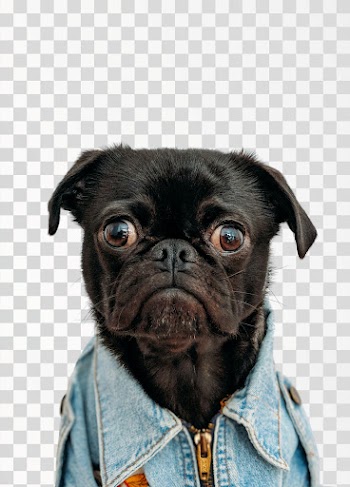 Black pug - PNG transparent