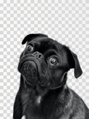Black pug - PNG transparent