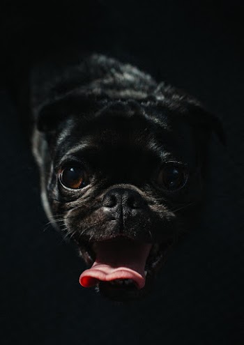 Black Pug Puppy