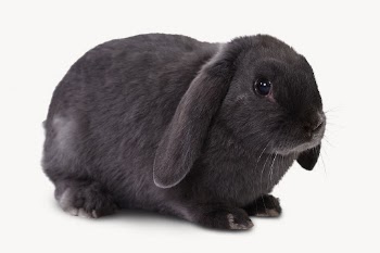 Black rabbit isolated on white, | Free Photo - rawpixel