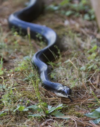 Black rat snake. Free public | Free Photo - rawpixel