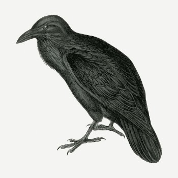 Black raven, animal illustration psd. | Free PSD Illustration - rawpixel