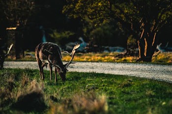 black reindeer eating grass
