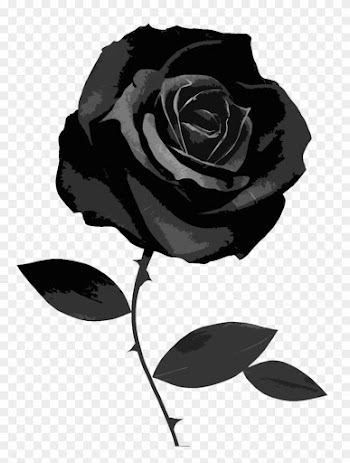 Black Rose 49 Best Hd Wallpapers Of High Quality - Black Rose White Background