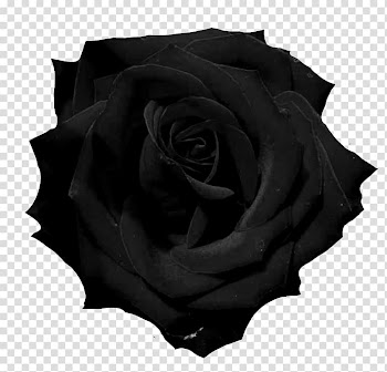 Black rose , Black rose , black rose transparent background PNG clipart