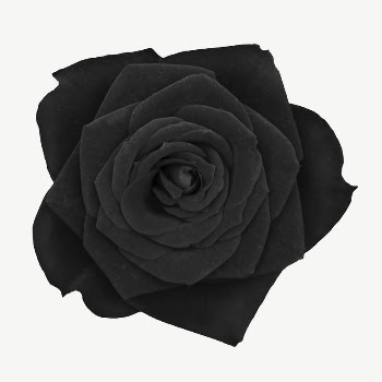 Black rose flower collage element | Free PSD - rawpixel