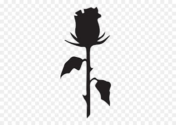 Black rose Instagram Surfboard Surfing Hashtag - instagram 