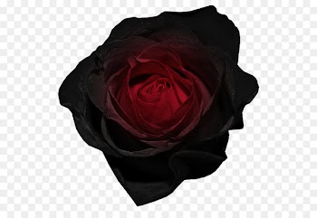 Black rose Red Clip art - Red and Black Rose PNG Picture 