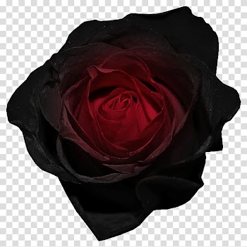 Black rose Red , Red and Black Rose , close-up of red and black rose in bloom transparent background PNG clipart