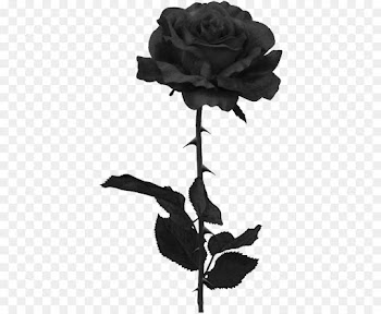 Black Rose, Rose, Black, Flower PNG