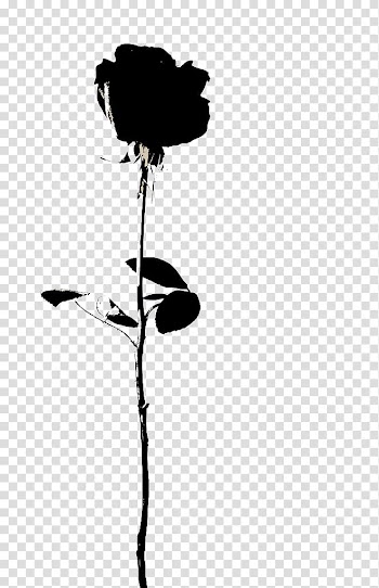 Black rose , Rose Flower Icon, A black rose transparent background PNG clipart