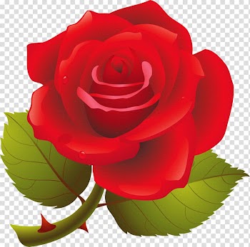 Black rose , rose transparent background PNG clipart