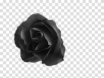 Black roses transparent background PNG clipart