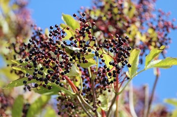 Black Round Fruits at Daytime