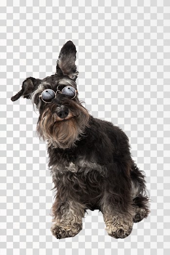 black Schnauzer dog with sunglasses png transparent