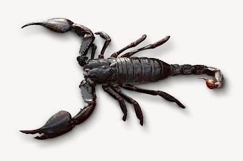 Black scorpion, animal collage element | Free PSD - rawpixel