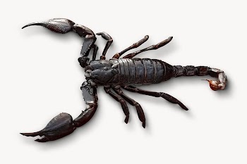 Black scorpion, isolated on white | Free Photo - rawpixel