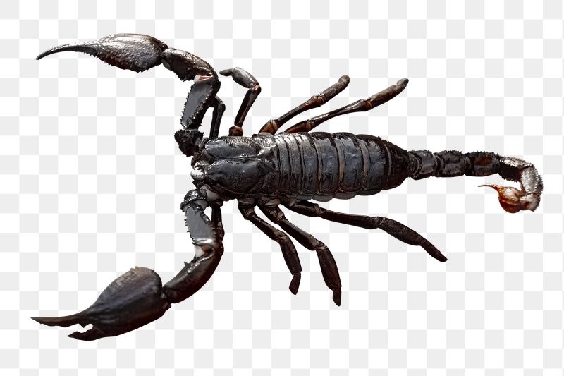 Black scorpion png sticker, transparent | Free PNG - rawpixel