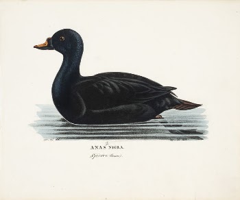 Black scoter, male, 1828 - | Free Photo - rawpixel