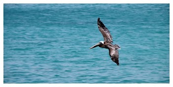 Black Sea Gulf Flying on Water Surface during Daytime