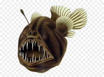 Black seadevil Humpback anglerfish Deep sea fish - benthic animals 