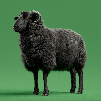 Black Sheep Against Green Screen