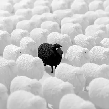 Black Sheep Among White Sheep Cartoon Black Sheep Among White Sheep Cartoon