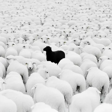 Black Sheep Among White Sheep in Snowy Field - Cinematic Minimalism