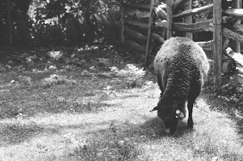 Black Sheep In Black & White
