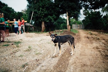 Black Short Coat Dog Standing On Soil
